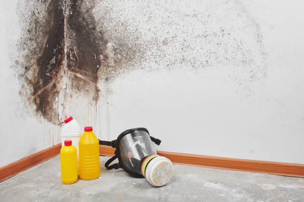 Best Fast Mold Removal  in Decorah, IA