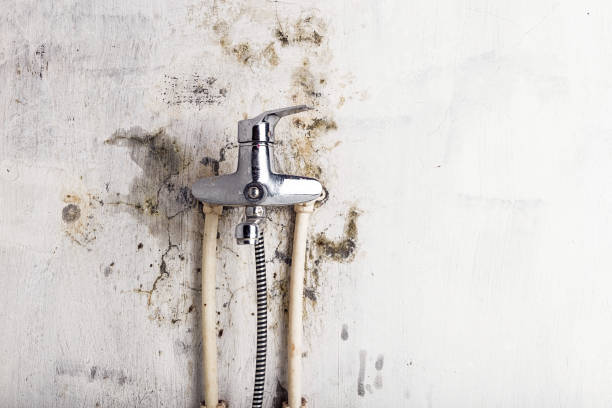 Best Local Mold Removal Service  in Decorah, IA