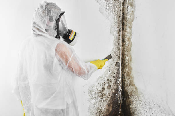 Best Mold Remediation  in Decorah, IA