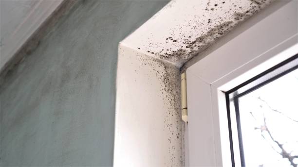 Best Certified Mold Removal  in Decorah, IA