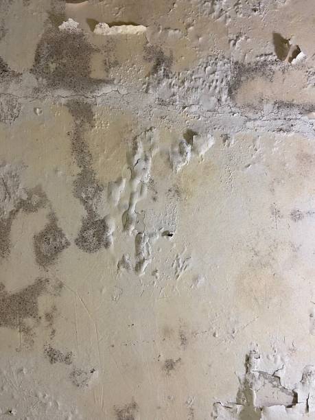 Best Commercial Mold Removal  in Decorah, IA