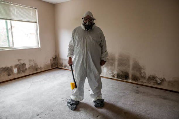 Office Mold Removal Services in Decorah, IA