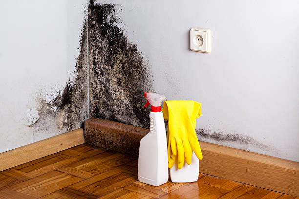 Office Mold Removal Services in Decorah, IA
