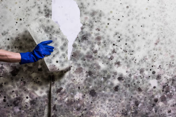 Best Attic Mold Removal  in Decorah, IA